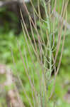 Pineoak jewelflower